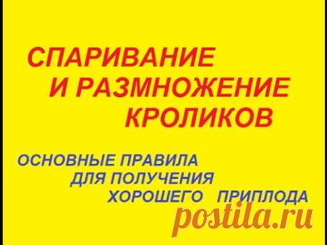 Спаривание и размножение кроликов