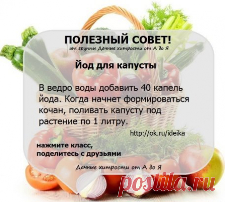 Йод для капусты