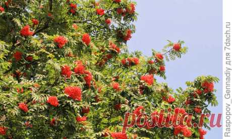 Когда я приехал после окончания института на Новгородчину, меня поразила пестрота местной природы: осенью она показалась какой-то рябой, ведь детство