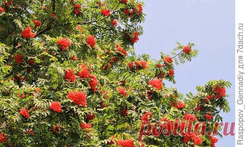 Когда я приехал после окончания института на Новгородчину, меня поразила пестрота местной природы: осенью она показалась какой-то рябой, ведь детство