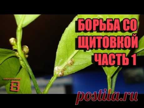 Борьба со щитовкой Часть 1