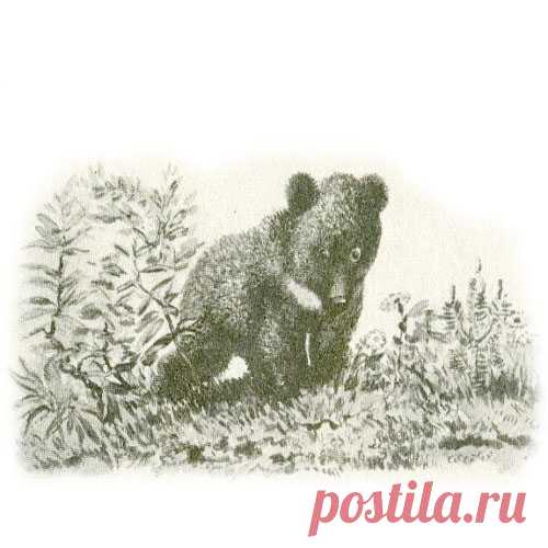МИШКА-БАШКА