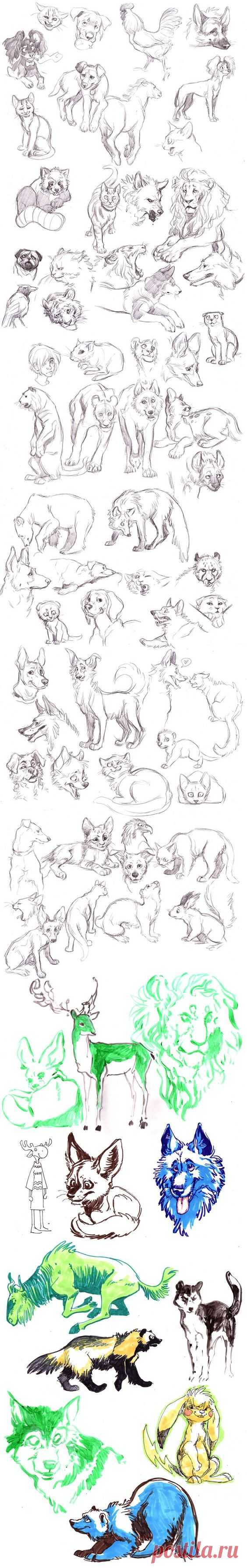 (3) Animals Sketches by MisterKay.deviantart.com on @deviantART | Animation sketches