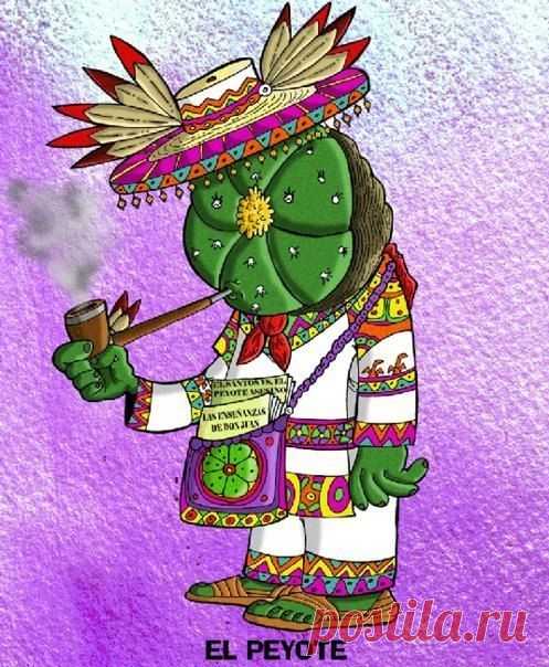 кактусы пейот: 2 тыс изображений найдено в Яндекс.Картинках