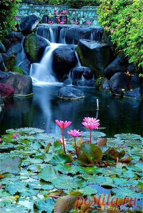 Lotus Flowers | Amazing Pictures - Amazing Pictures, Images, Photography from Travels All Aronud the World
