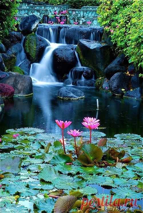 Lotus Flowers | Amazing Pictures - Amazing Pictures, Images, Photography from Travels All Aronud the World