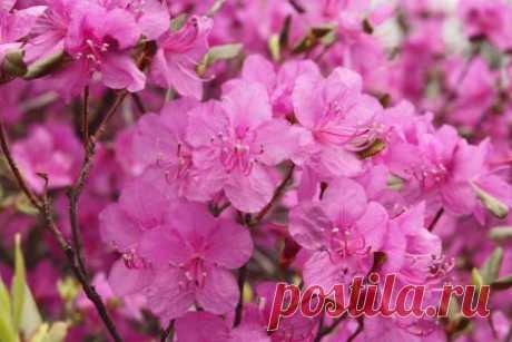Цветет рододендрон