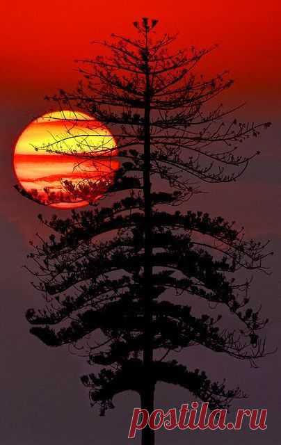 (246) Pinterest