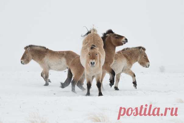 «Кто здесь главный?» «Жеребцы-холостяки, живущие группой, соблюдают иерархию. Самый крупный и сильный самец становится лидером группы, но о своём главенстве ему нужно постоянно напоминать другим жеребцам, проявляя агрессию», – рассказывает фотограф Светлана Горбатых: nat-geo.ru/photo/user/29097/ Снято в Оренбургском заповеднике в Центре реинтродукции лошади Пржевальского в январе 2019 года.