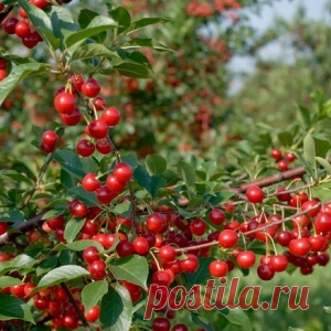 СЕКРЕТЫ НЕБЫВАЛОГО УРОЖАЯ: ВИШНЯ И ЧЕРЕШНЯ.