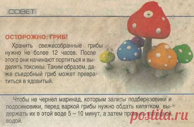 Грибные советы