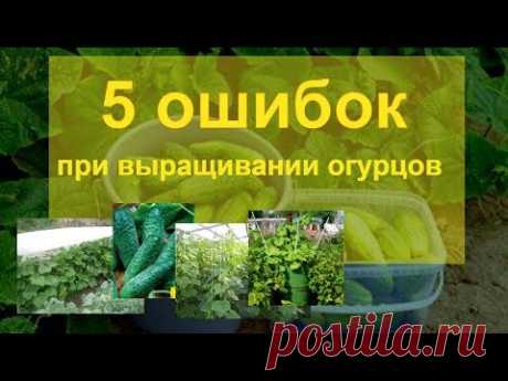5 ошибок при выращивании огурцов!!! - YouTube