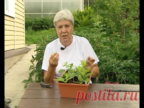 Советы тети Тани. Черенкование