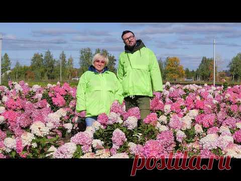 Лучшие сорта гортензий метельчатых. Обзор питомника Веры Глуховой. Новинка Самарская Лидия