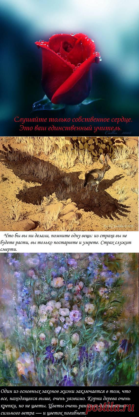 OWL Блюз - ОШО , подборка цитат