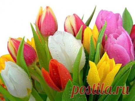 Так хочется тюльпанов в феврале! 
Каких-нибудь особенно красивых, 
Как облако на утренней заре, 
Не гордых роз, не хризантем спесивых, 
Не ландышей, не крокусов цветных, 
А именно тюльпанов: лёгких, хрупких, 
Хранящих нежность тёплых рук твоих, 
Воздушных, как девчонки в летних юбках