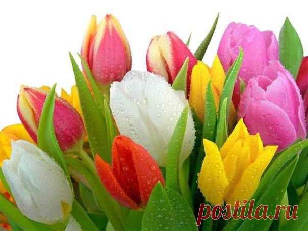 Так хочется тюльпанов в феврале! 
Каких-нибудь особенно красивых, 
Как облако на утренней заре, 
Не гордых роз, не хризантем спесивых, 
Не ландышей, не крокусов цветных, 
А именно тюльпанов: лёгких, хрупких, 
Хранящих нежность тёплых рук твоих, 
Воздушных, как девчонки в летних юбках