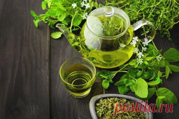 Травы для иммунитета: свойства и как принимать взрослым и детям (эхинацея), сборы на каждый день, настои, специи от инфекций