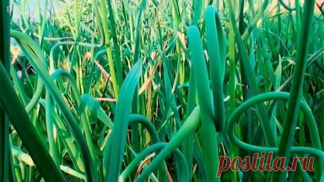 ЗОЛА - СУПЕР ПОДКОРМКА ДЛЯ ЧЕСНОКА ЛЕТОМ