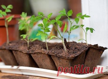 Когда сажать помидоры на рассаду в 2019 году - по лунному календарю, регионам, в теплицу, в открытый грунт, в какое время сеять О сроках посева семян томатов на рассаду для регионов Северного Урала и Ленинградской области
Томаты очень теплолюбивы.
На сроки их посадки влияют продолжительность дня и температура воздуха
Высаживайте томаты на рассаду уже в феврале, если вам хочется получить урожай пораньше.
Тогда же высевайте семена в теплицы
Не секрет, что для рассады помидоров важно не только ка…