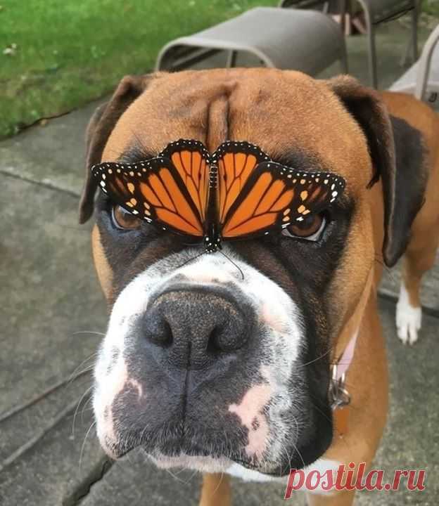 Даже бабочка чувствует, что ты добряк :)