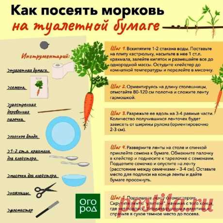 Как посеять морковь на туалетной бумаге