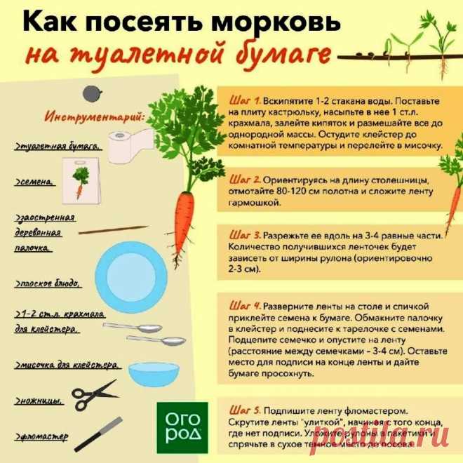Как посеять морковь на туалетной бумаге