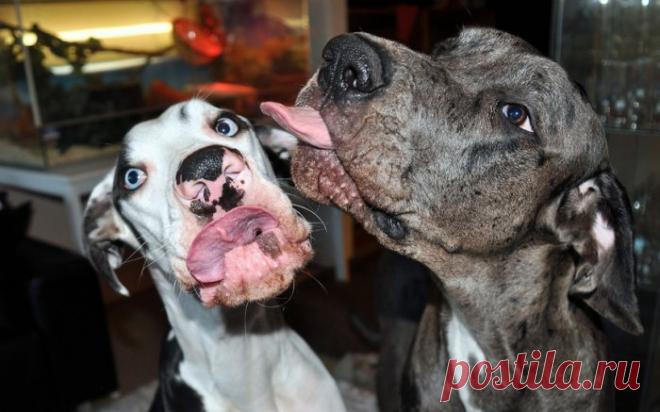 Уморительная мимика немецкого дога Мунки в объективе Кристы Аалто (Krista Aalto) — Фотоискусство