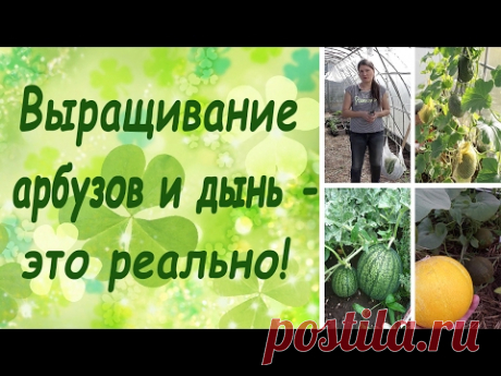 Выращивание арбузов и дынь - это реально! (семинар, основные правила) - YouTube