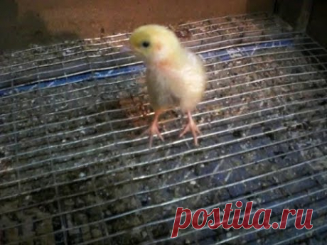 № 9 Корм для перепелов.  food for quail