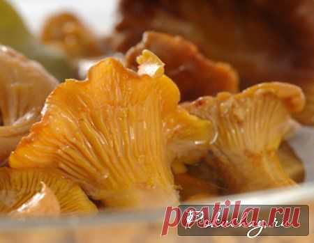 Заготовки из лисичек на зиму – фото рецепты приготовления / рецепт с фото