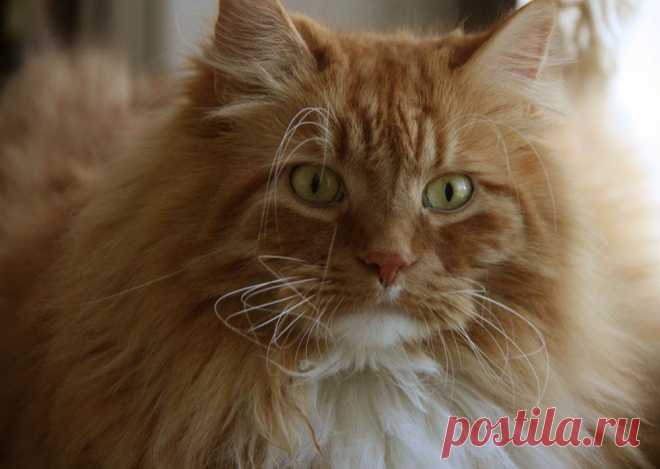 Was? ich soll vor die Tür? - Image & Photo by Monika Sass from Katzen - Photography (28628867) | fotocommunity