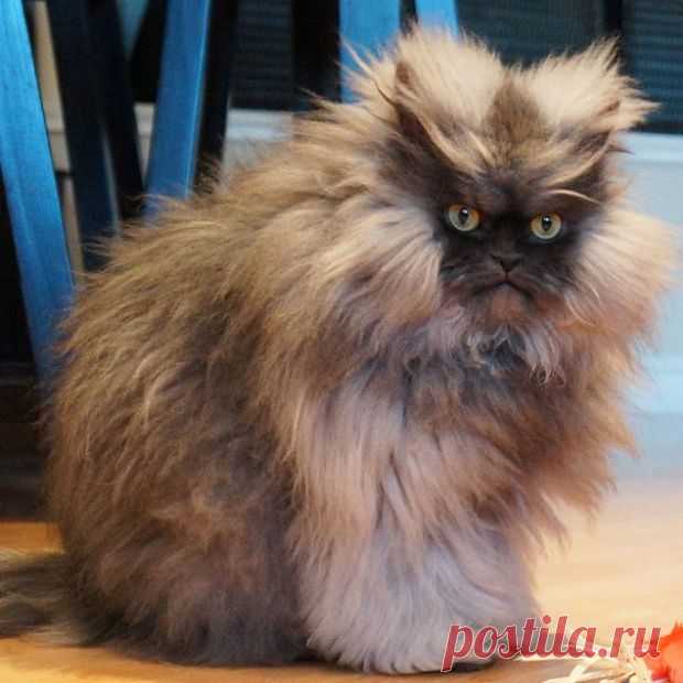 15 котов, которые стали звездами интернета / Surfingbird - все, что интересно тебе