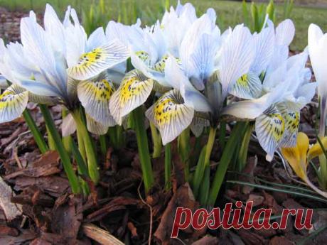 Иридодиктиум - первоцвет, поймавший радугу