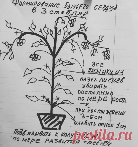 Сохраните в закладки эту схему пасынкования наших томатов таких как Бычье Сердце, Малиновый Расвет, Тяжеловес Сибири, Мазарини, Кардинал из авторской коллекции Черебаева Николая Алексеевича.
 Только при таком формировании куста  вы получите много крупных томатов ( 8-9 кистей) 
Так же следует учесть, что данный способ формирования куста подходит именно для открытого грунта.

Для теплиц эти сорта ведут в 1-2 стебля.
Семена в наличии в отделе семян Профсемовощ-3й этаж централ...