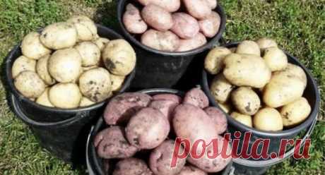 Иногда после термической обработки картофель становится на вкус сладковатым. Это вовсе не означает, что клубни подмороженные. У некоторых сортов такая особенность развивается на генетическом уровне.