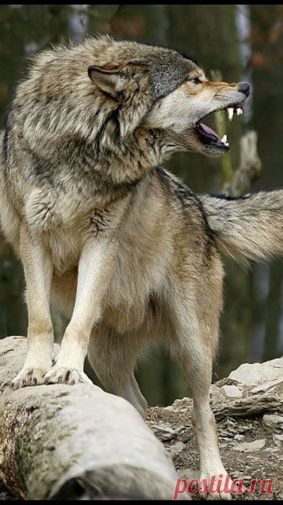 (162) Pinterest