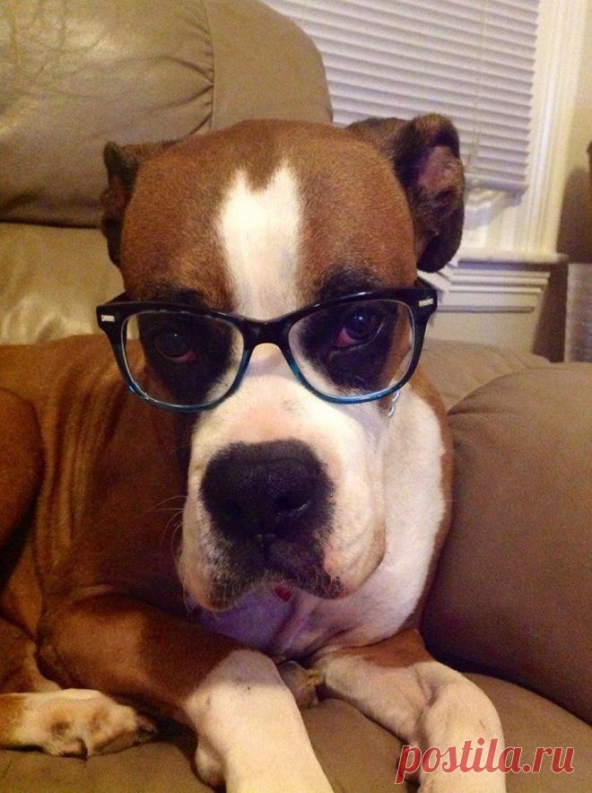 Приколы и курьезы поднимут вам настроение | последние новости Украины и мира | ТЕЛЕГРАФ