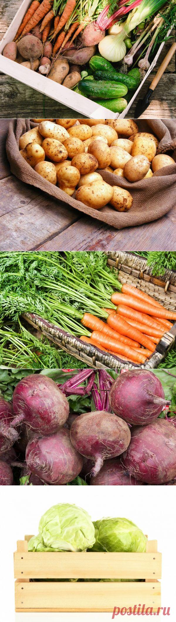 Как сохранить урожай до весны — 6 соток