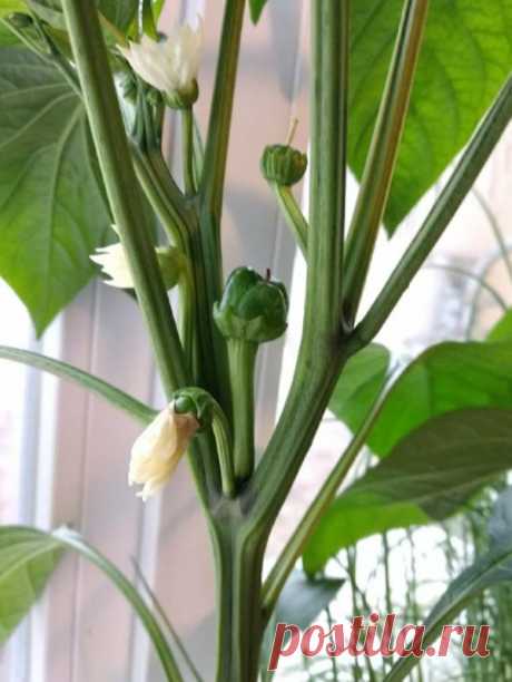 Способ заставить сладкие перцы обильно цвести и завязывать много новых плодов - Идеальная хозяйка