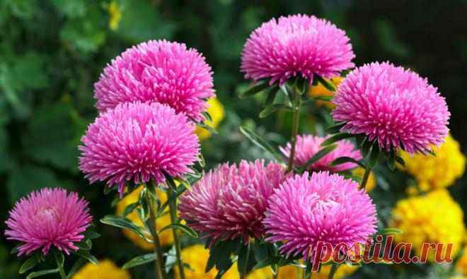 Как вырастить рассаду астр