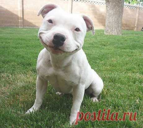 Ridiculously Photogenic Dog - Imgur