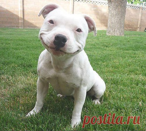Ridiculously Photogenic Dog - Imgur