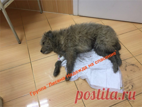 Лохматый пес неделю пролежал неподвижно в холодной луже!