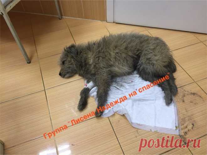 Лохматый пес неделю пролежал неподвижно в холодной луже!