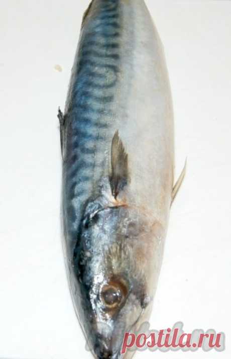 Как вкусно приготовить скумбрию - готовим пошагово с фото