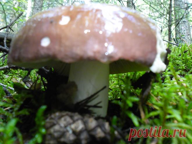 Сыроежка в лесу.