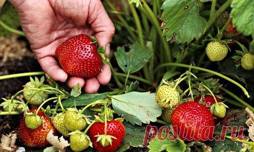 Уход за клубникой после сбора урожая: шесть условий отличного плодоношения
