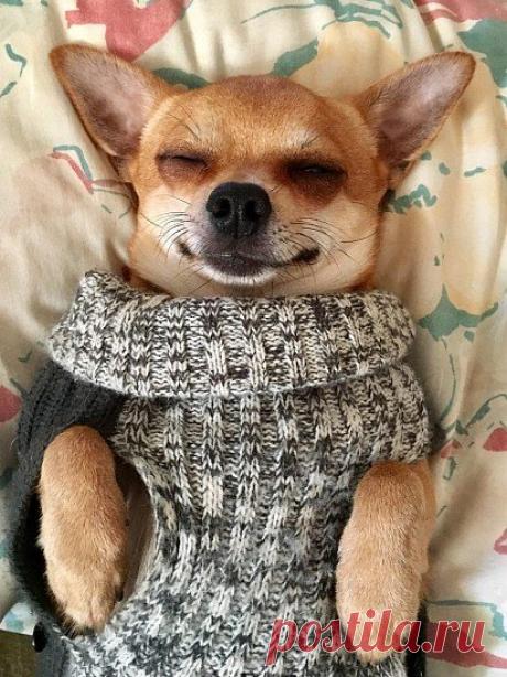 Чихуахуа: все о собаке, фото, описание породы, характер, цена