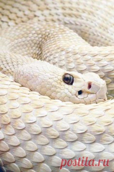 (19) Pinterest